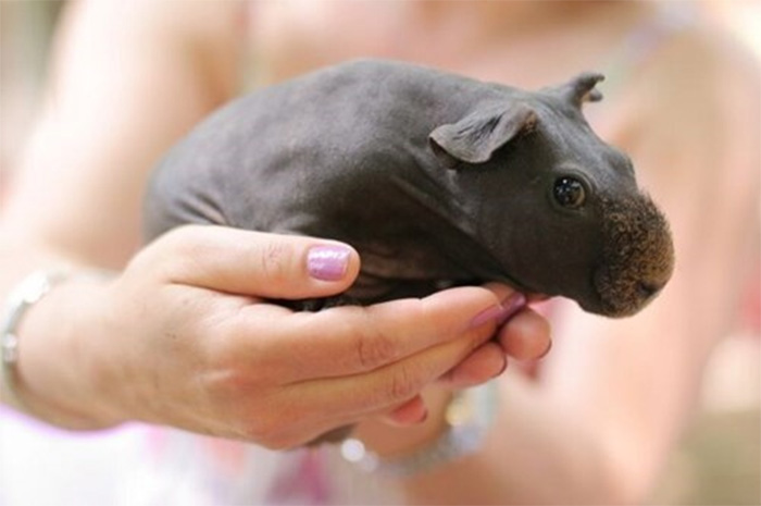 guinea pig baby hippo