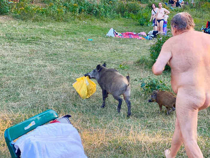 nude man chases pig