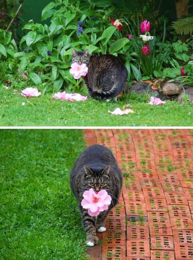 Cat waits for flowers to fall and selects the best ones to bring as