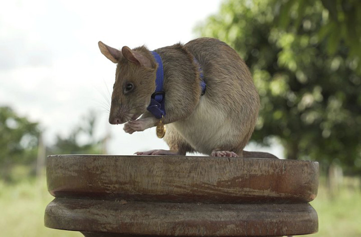 giant rat sniffs land mines honored award