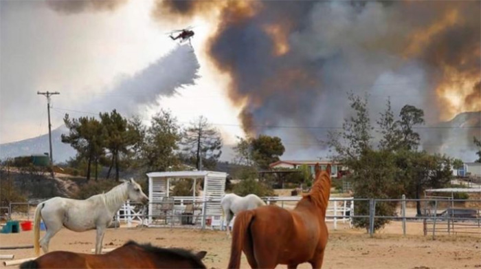 horses survive wildfires