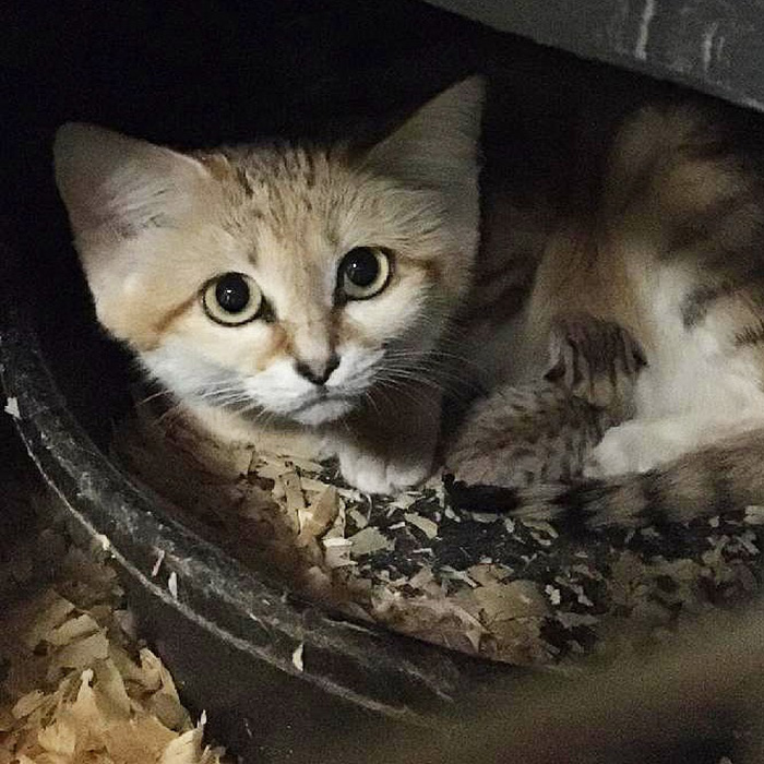 sand cat kitten born at NC zoo