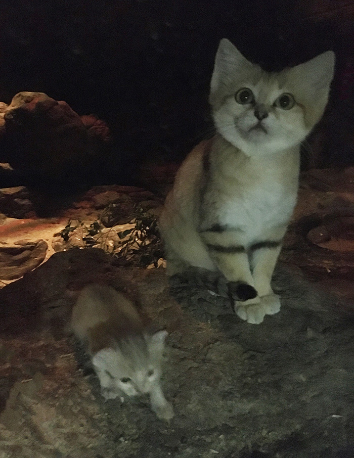 sand cat kitten born at NC zoo