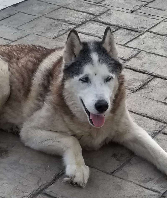 delivery driver rescues dog in pool