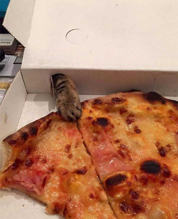 cat touches pizza