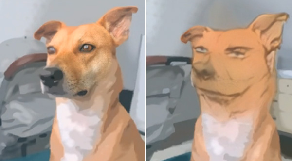 Woman Uses Anime Filter On Her Dog And It's Hilarious