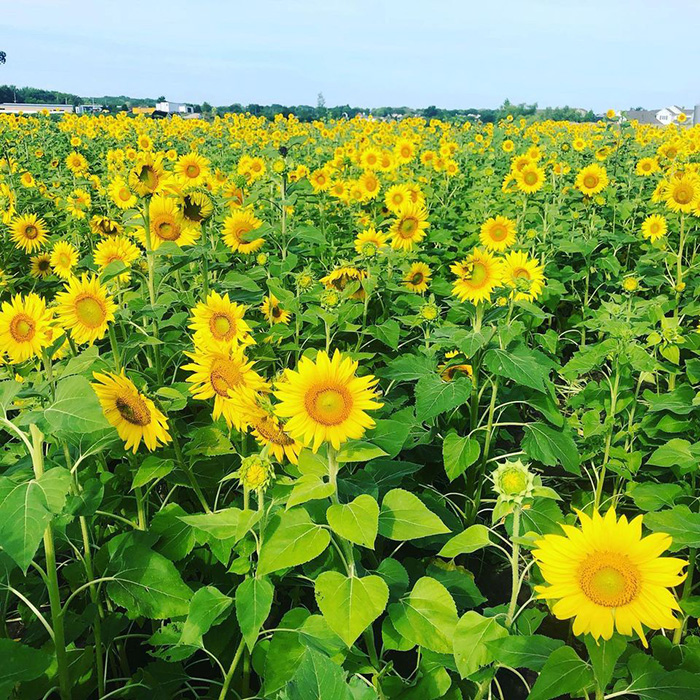 free sunflowers