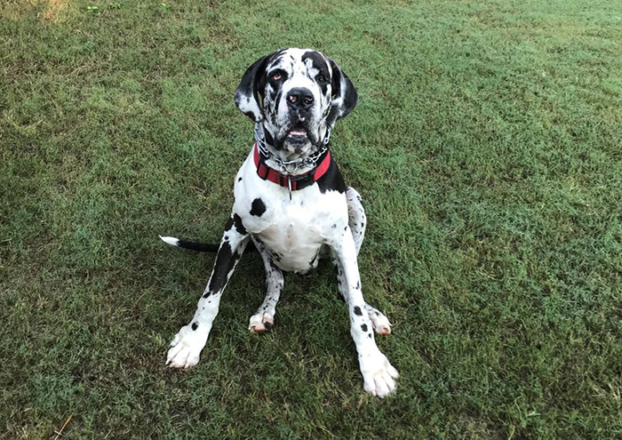 dog bark saves family from fire