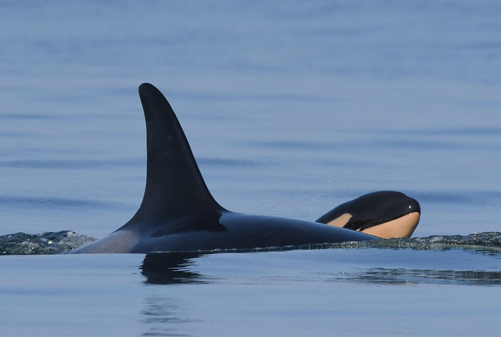 orca mother gives birth after calf died