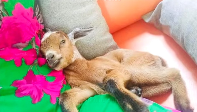 baby goat reunited with herd