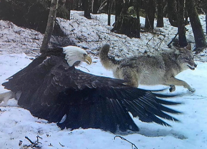 bald eagle vs wolf