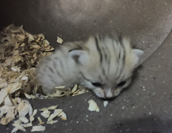 sand cat kitten born at NC zoo