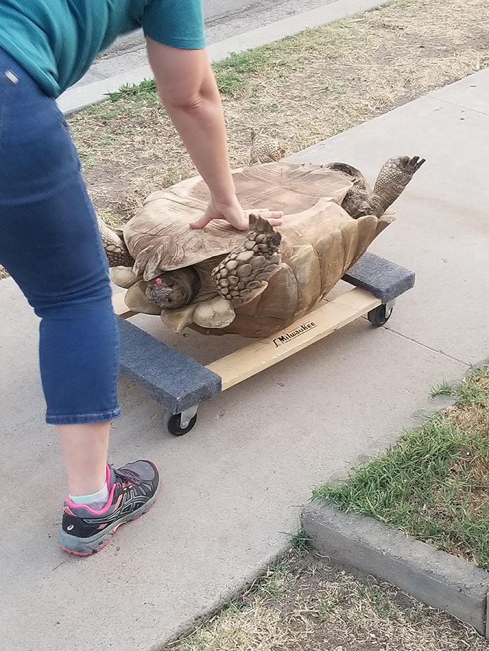 tortoise escape