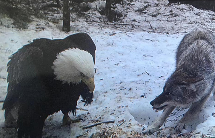 bald eagle vs wolf