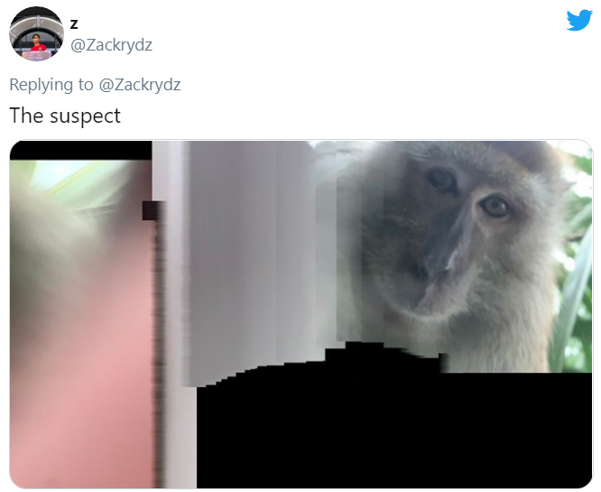 monkey steals phone