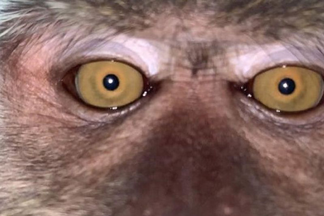 monkey steals phone and takes selfies