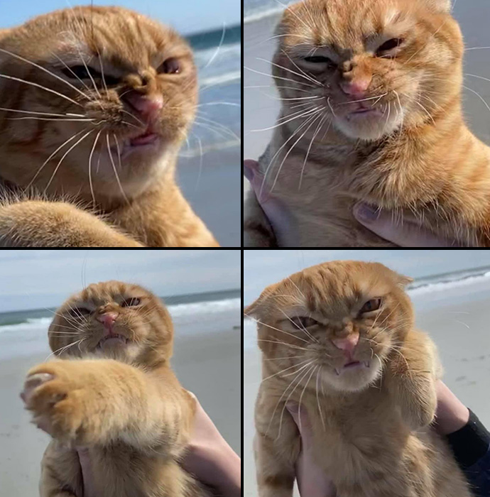cat hates windy beach