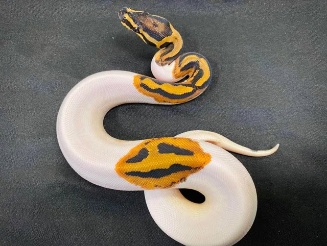 halloween snake