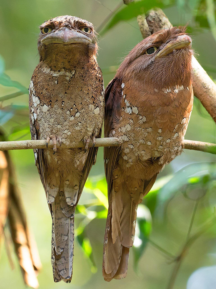 0nig5-funny-looking-birds.jpg