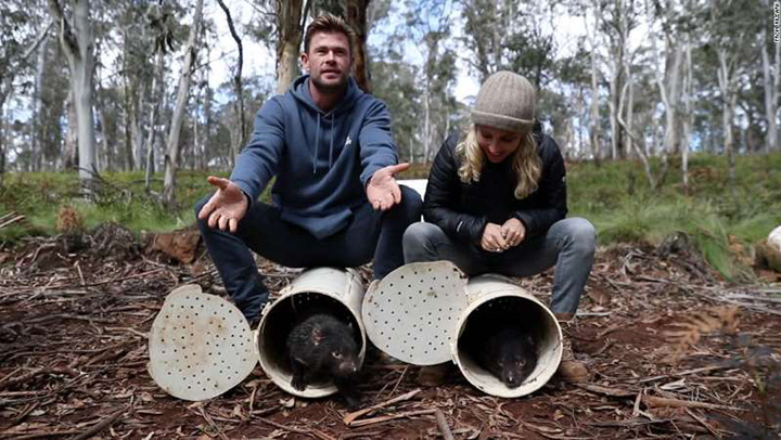 tasmanian devils australia