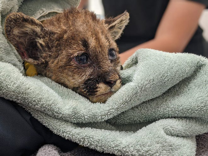 mountain lion cub rescued from fire
