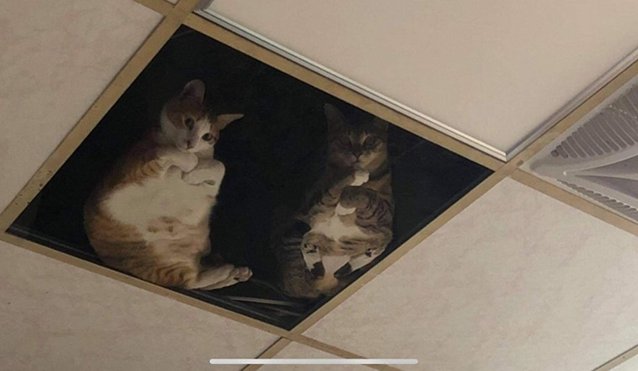 clear ceiling tiles cats