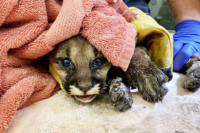 mountain lion cub injured in fire rescued