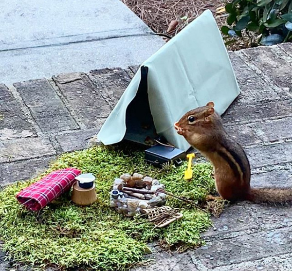 restaurant for chipmunk