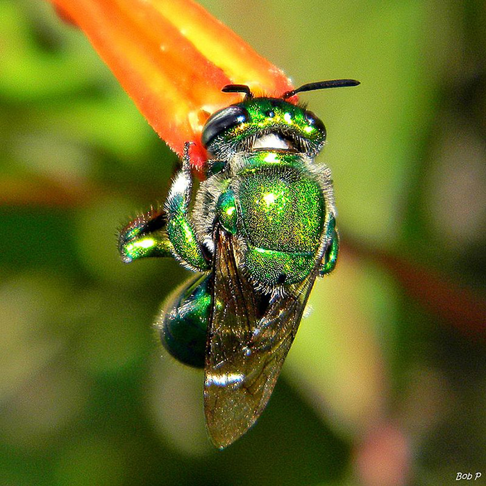 green bees