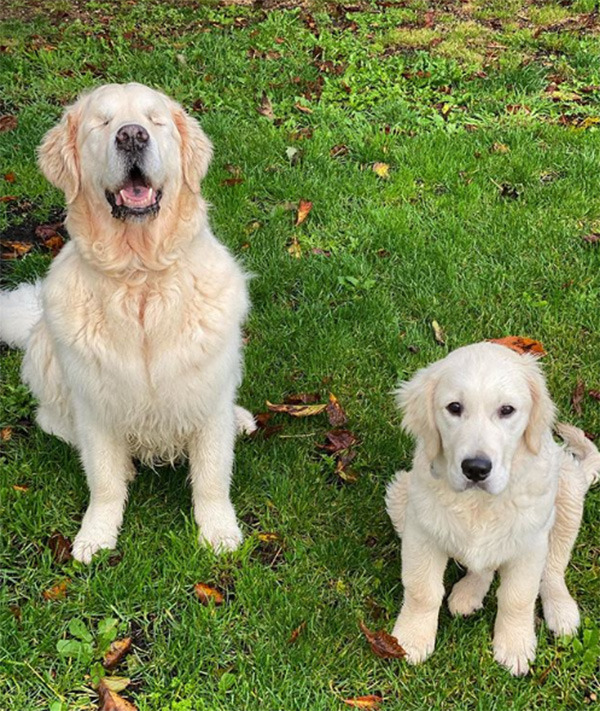 guide dog helps blind dog