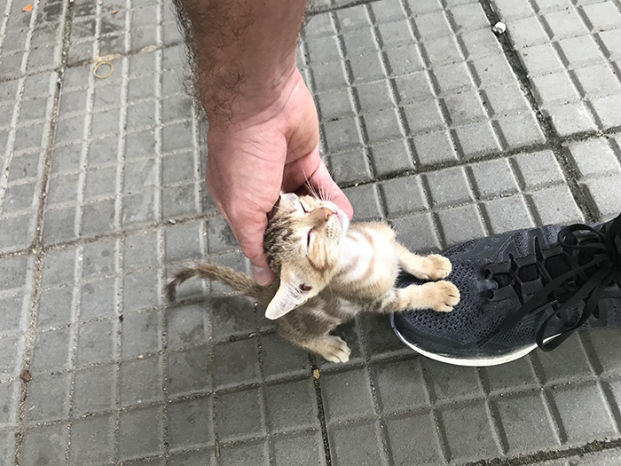stray kitten chooses owner
