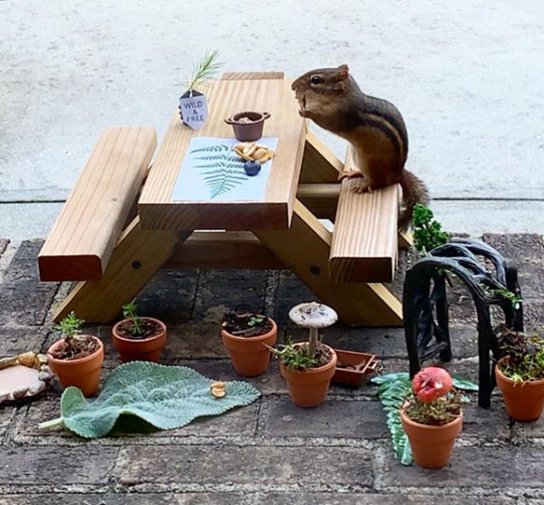 restaurant for chipmunk