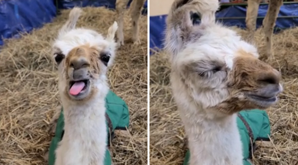 This Video Of A 5-Hour-Old Baby Llama Will Melt Your Heart