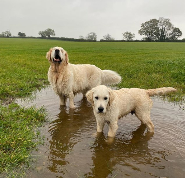 guide dog helps blind dog