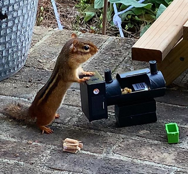 restaurant for chipmunk