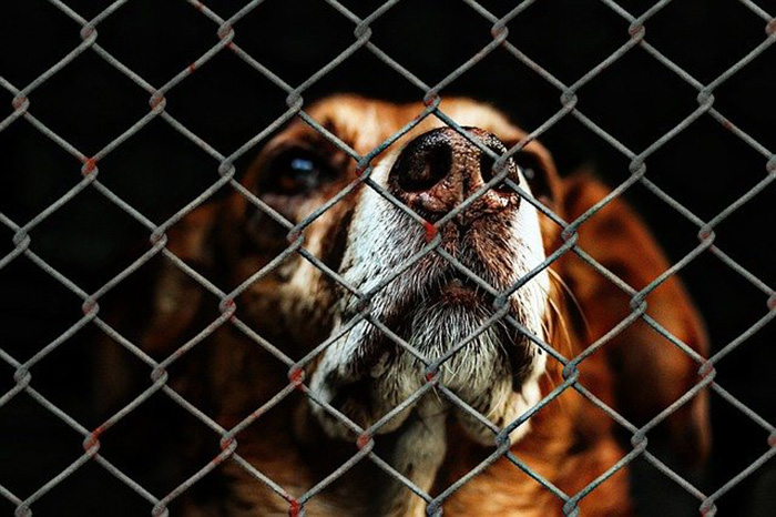animal rescues only at San Antonio pet stores