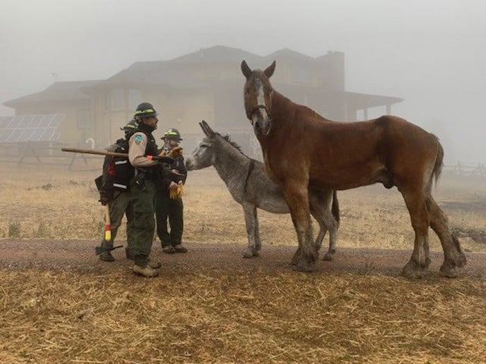 man reunited with animals after fire