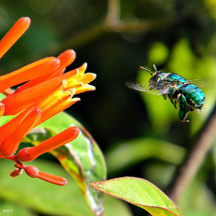 green orchid bees