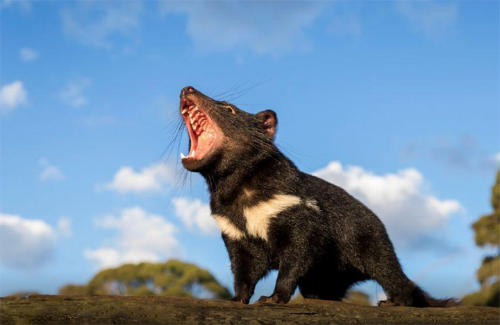 tasmanian devils australia
