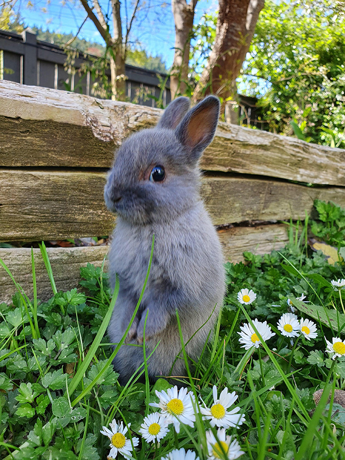 rabbit flowers