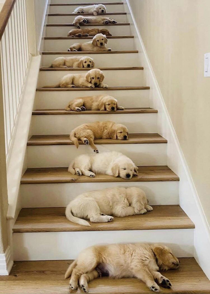 ynt1y-stairway-to-heaven-dogs.jpg