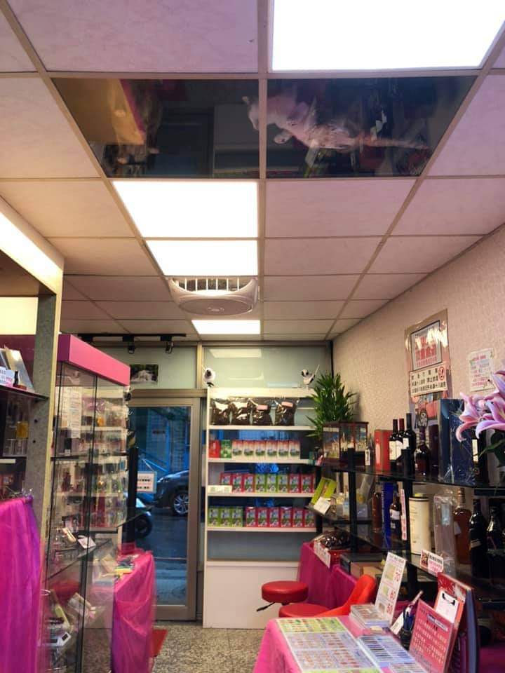 clear ceiling tiles cats