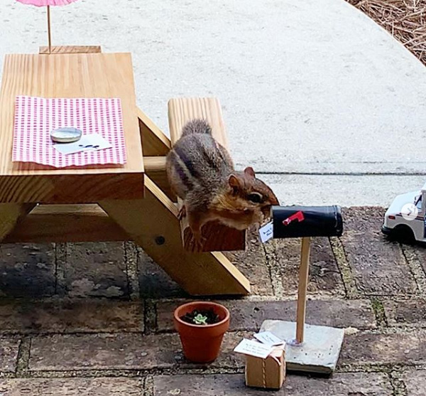 restaurant for chipmunk