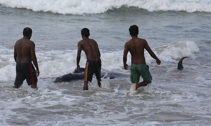 beached whales Sri Lanka