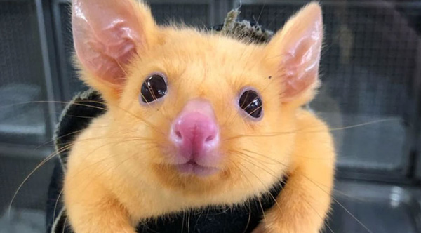 It's A Real-Life Pikachu: Australian Veterinary Clinic Rescues A Golden  Possum