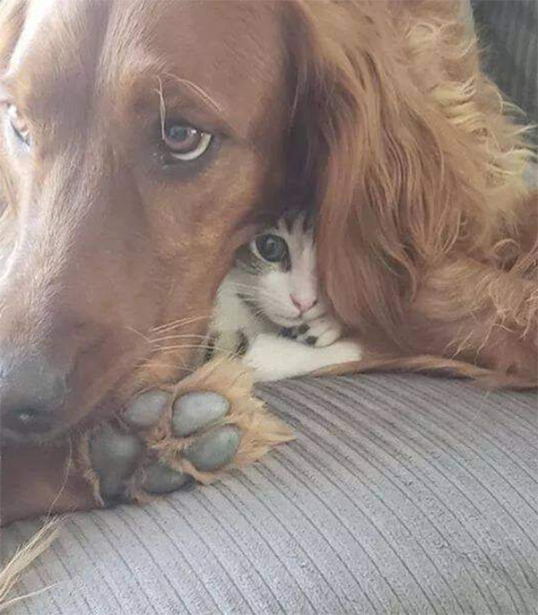 1dppd-kitten-in-dog-ear.jpg