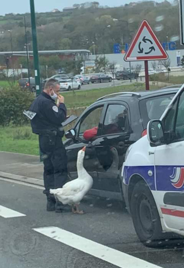 cop and duck partner
