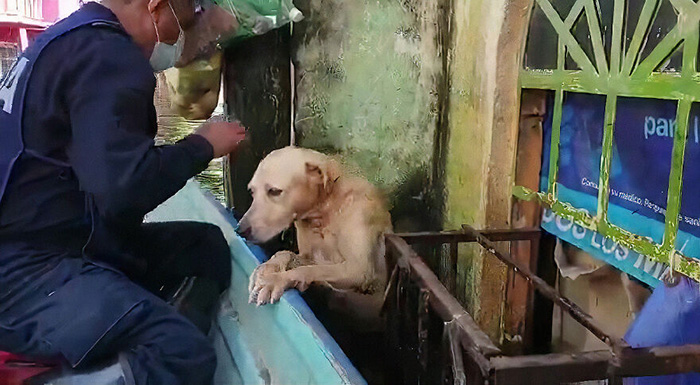 dog rescued Mexico floods now marina