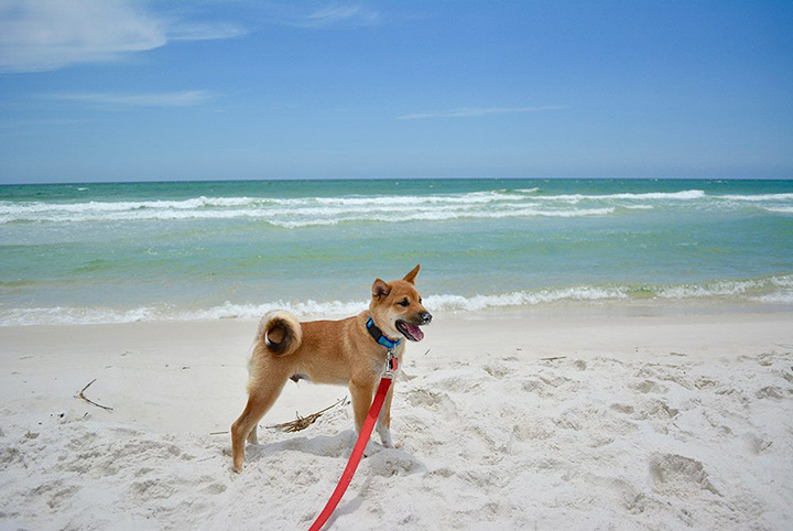 hawaii island lets you rent dogs for the day