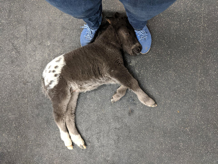 80fx3-baby-horse-sleeping.jpg